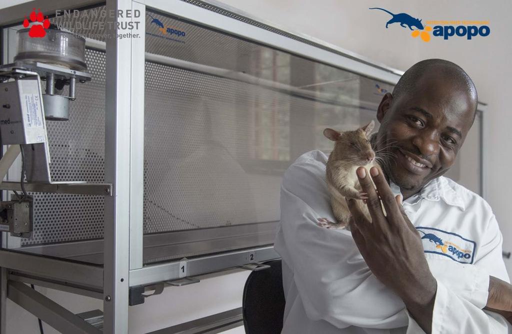 Detection rats in the training facility, Credit: EWT/APOPO Ratting on wildlife crime an update The Endangered Wildlife Trust (EWT) and APOPO are examining the abilities of its African giant pouched