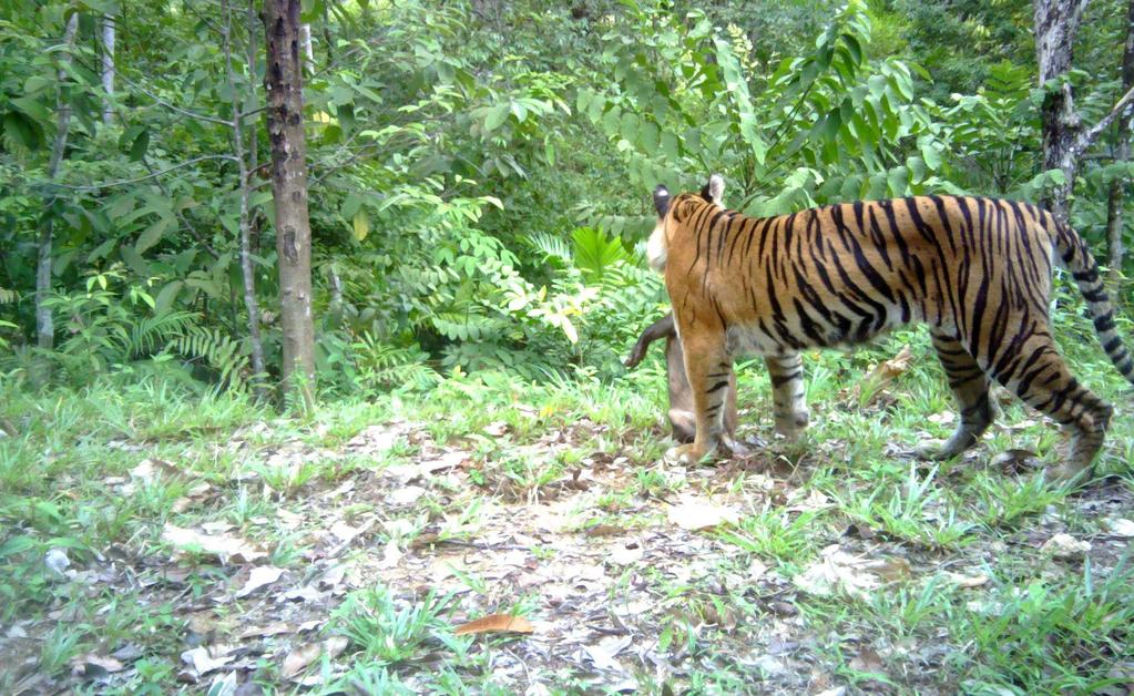 A camera trap photo of a tiger with a wild pig near Sama Dua village, Credit: WCS Indonesia Strengthening community participation in mitigating humantiger conflict in the Leuser landscape, Indonesia