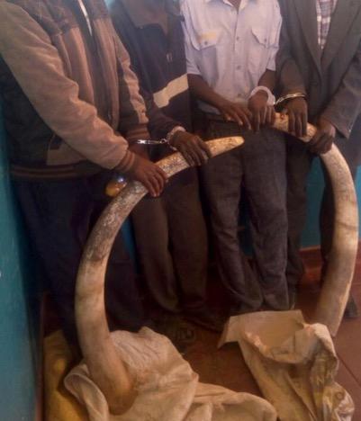 June 0: Our intelligence unit led KWS into arresting one trophy dealer in Nyayo area, Nairobi County in possession of 0 kg ivory.