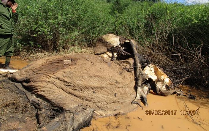April 6: Information from KWS was received of an adult male elephant that died of unknown causes at Porini conservancy, Eselengei Group Ranch. Both tusks were recovered.