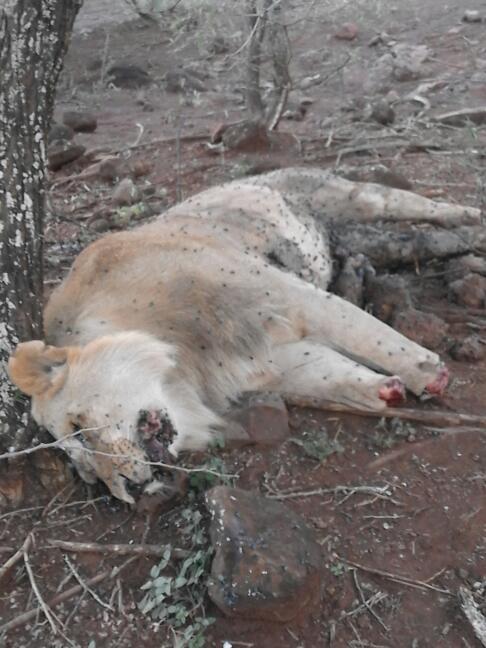 trophies). Rangers removed the tail (which is also typically taken as a trophy). Follow-up investigation resulted in the arrest of two suspects by Rombo unit and KWS on April 8.