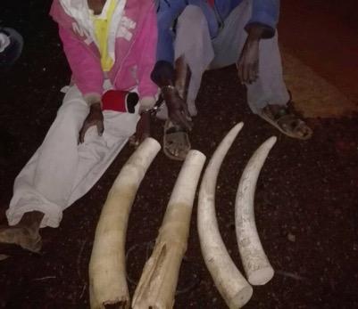 (pictured below) April 5: Two trophy dealers arrested and 0 kg ivory recovered in Voi town, Taita Taveta