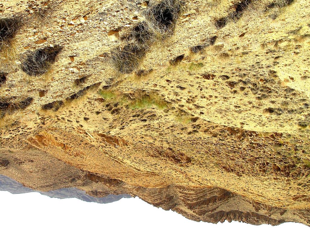 10 Figure 12: Locality of Buthus tunetanus (Herbst, 1800) (Tunisia, Gafsa Province, 25 km SW Mezzouna, near Bou Hedma National Park, 23 April 2004). lateral yellowish-brown spots.