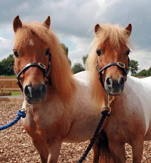 Care of the companion horse The companion horse gives company and stability to your working horse, and with consideration and planning you can give a