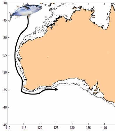 These data are relevant and necessary for the estimation of the proportion of the juvenile stock that is in southern Australia during the austral summer, when other fishery-independent surveys are
