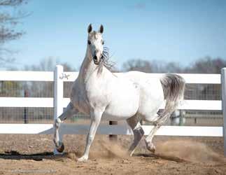 She has beautiful gaits and has been shown once with training level scores of 68 and higher. This mare would be easy to qualify for sport horse nationals and will be very competitive.