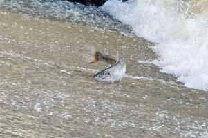 steelhead trout were seen on multiple occasions in the lower creek from early February through this week.