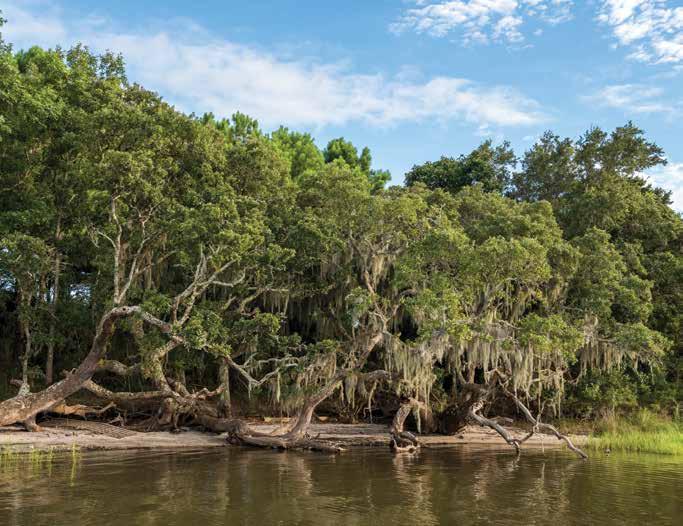 Wildlife permuda island In 1983, Onslow County native Lena Ritter approached the newly formed Coastal Federation to ask for help.