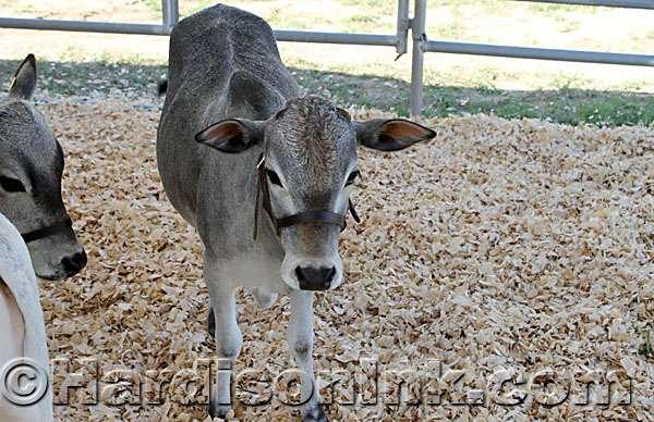 This member of the Miniature Zebu Cattle