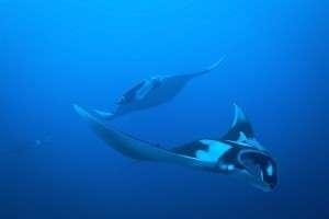 The variety of life just blew me away. A MANTA DIVE SPOT There is a potential problem that can be created when a dive site has a very specific name. Such was the case with Manta Alley.