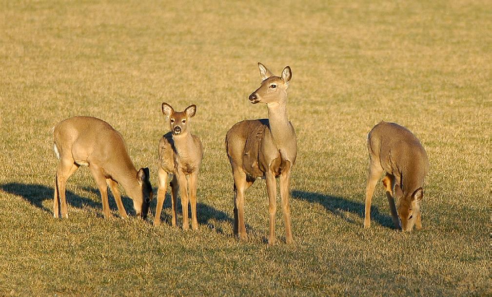 WHITE-TAILED DEER Researchers believe that Kentucky has more deer today than during Daniel Boone s time. This is because deer are an edge species.