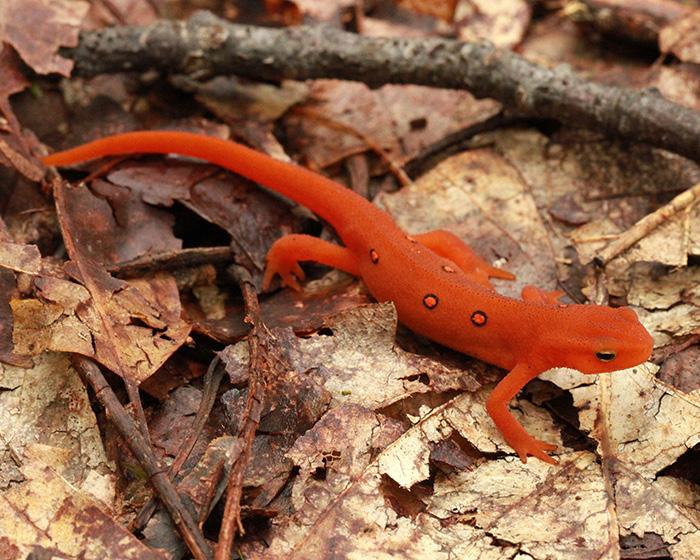 The Eastern Newt is born in the water only to go on land to grow up as an eft, eventually returning to the water as an adult.