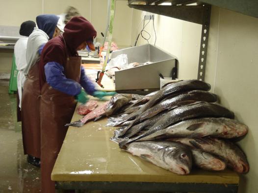 Introduction to Modifications to Federally-Permitted Seafood Dealer Permit and Reporting Requirements The Gulf of Mexico and South Atlantic Fishery Management Councils are considering changing