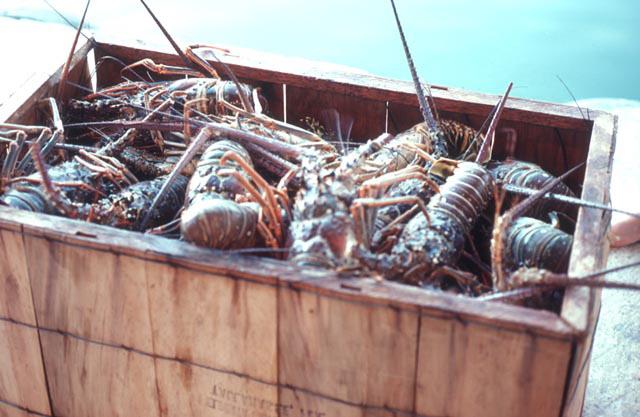 (including wreckfish) Coastal Migratory Pelagics* Spiny Lobster* Shrimp* Gulf of Mexico Reef Fish Red Drum* Coastal Migratory Pelagics* Spiny Lobster* Shrimp* *Additional species that would require a