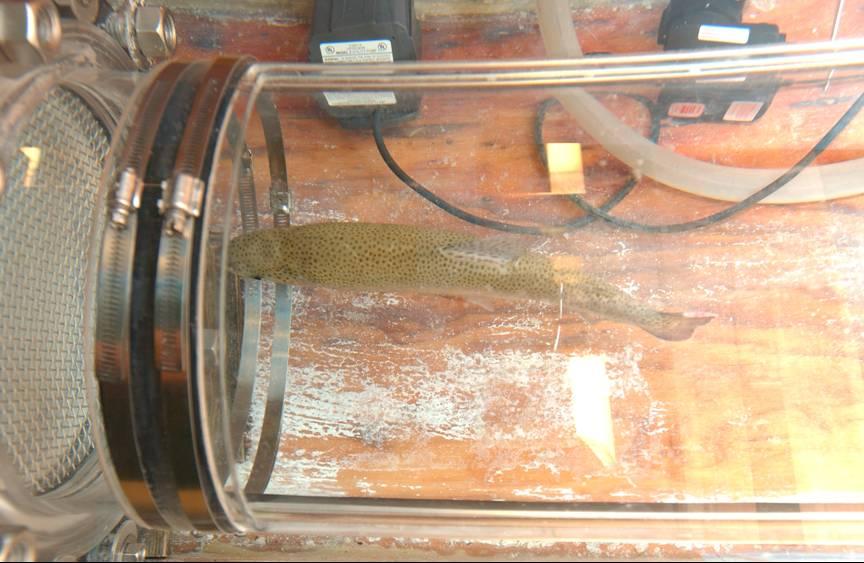 Respirometry Trout are placed in a chamber and water flow is