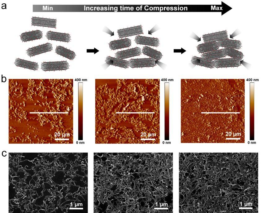 Figure S9 AFM and SEM characterization of the CNTs film compression process.