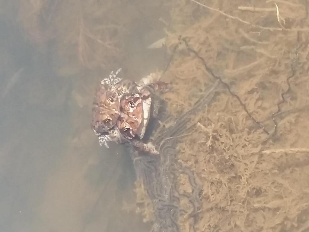 Take the short quiz on the next page to test your toad facts! As we walked around the pond, we noticed several toads and heard numerous croaking sounds. It was mating season.