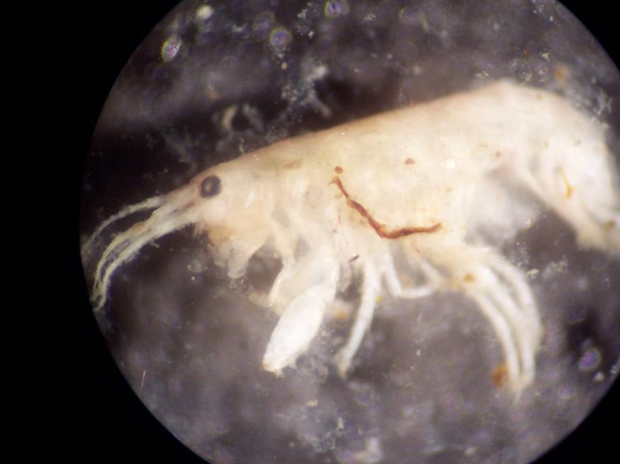 FIGURE 4. The whole amphipod infected with a red nematode, this one being on the larger side of the ones found. Magnification 40x. TABLE 5.