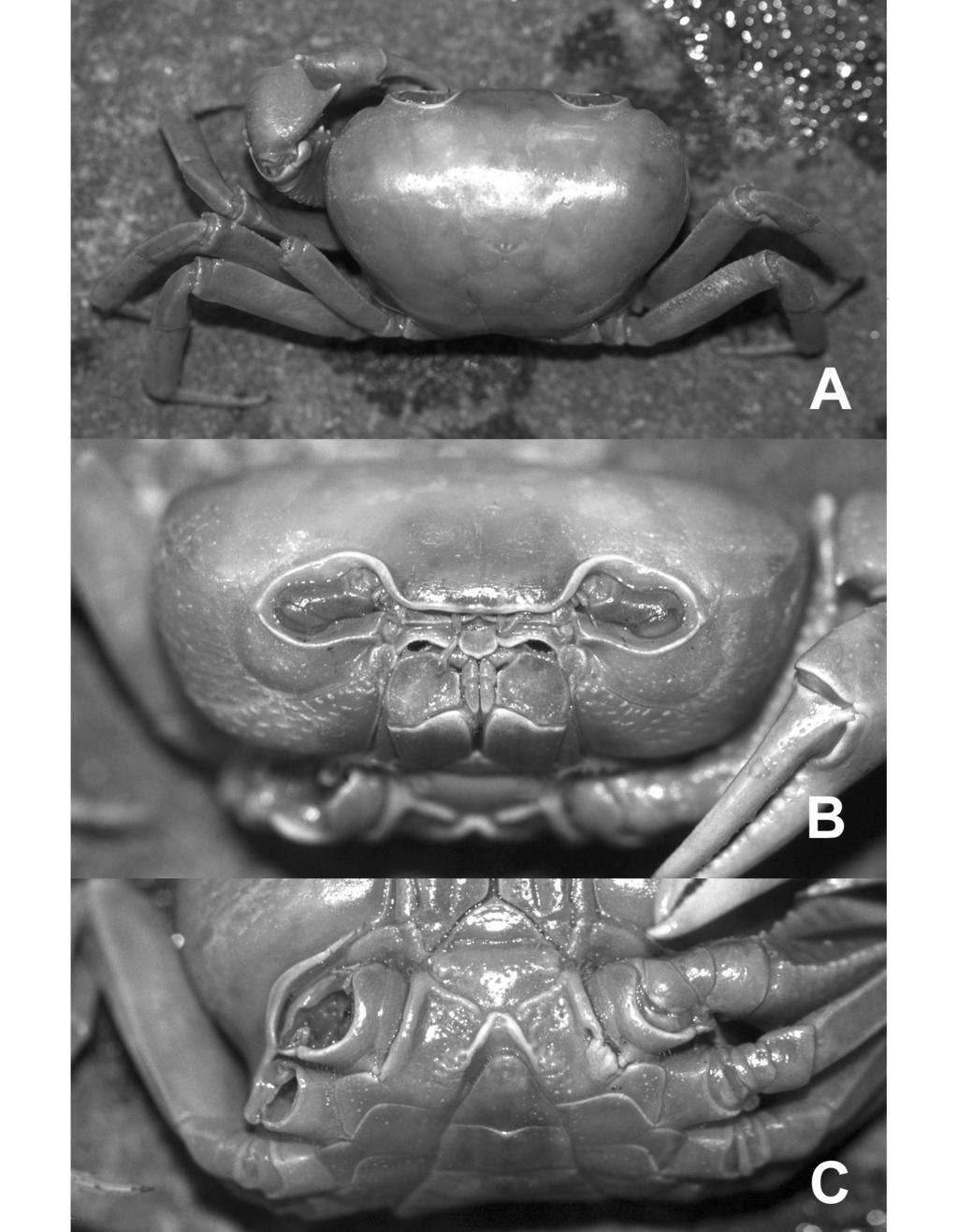 FIGURE 4. Laevimon tankiense (Dang & Tran, 1992). Holotype, male (40.0 by 26.