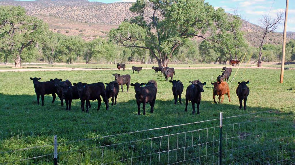 The headquarters area of the ranch serves as the base property for the USFS grazing allotment.