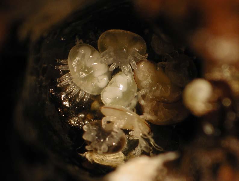 Different mite stages in worker and drone