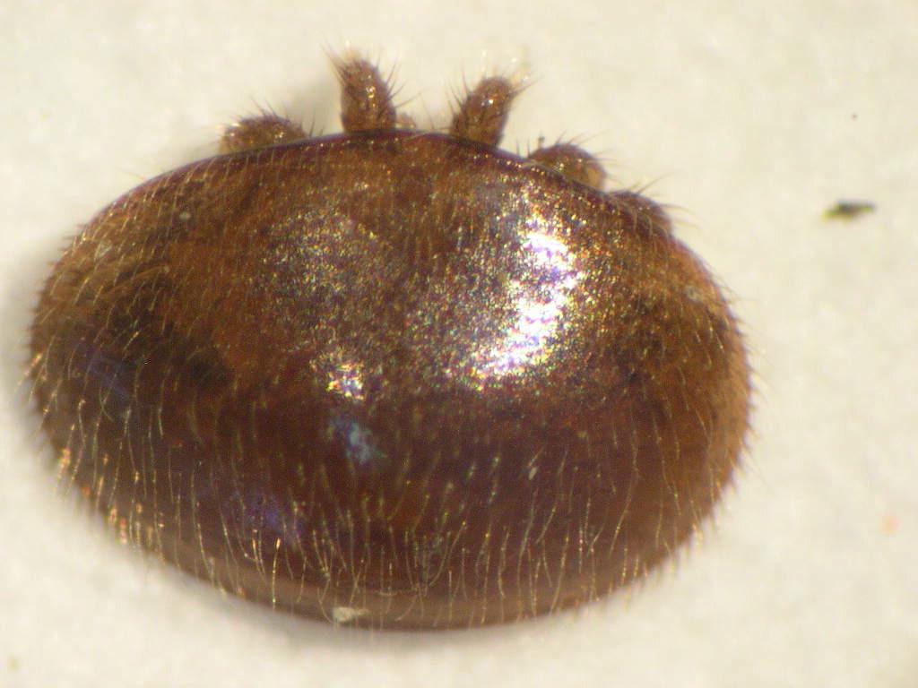 Adult female mite Apimondia