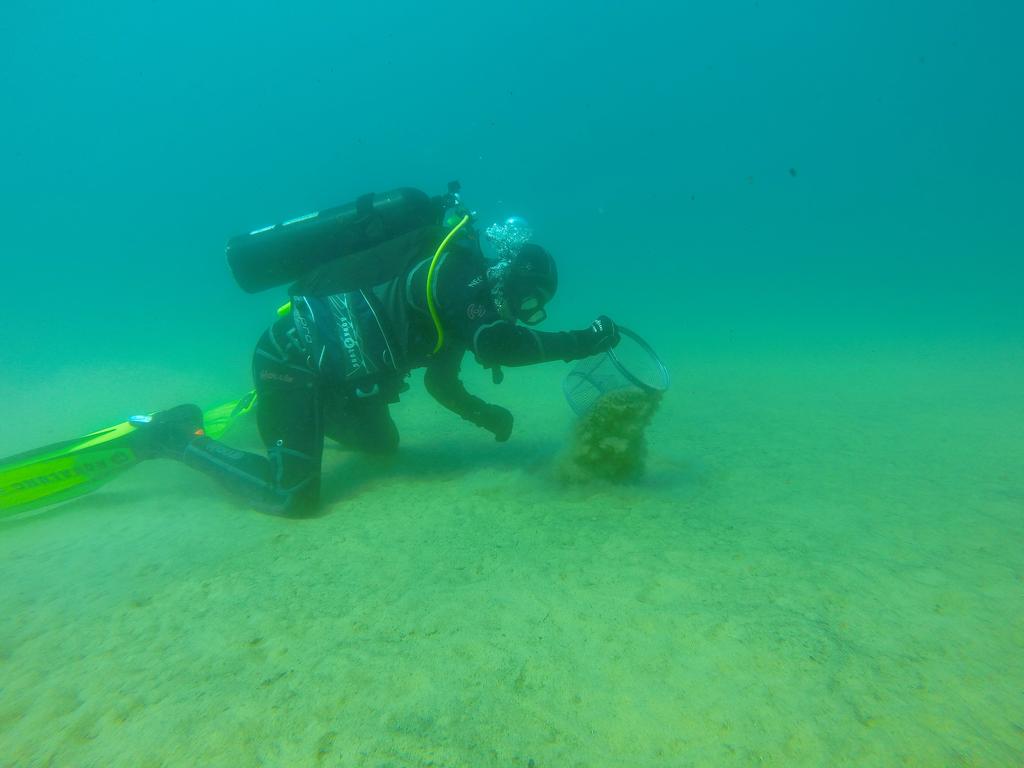 Figure 2: Scuba divers sieved substrate along