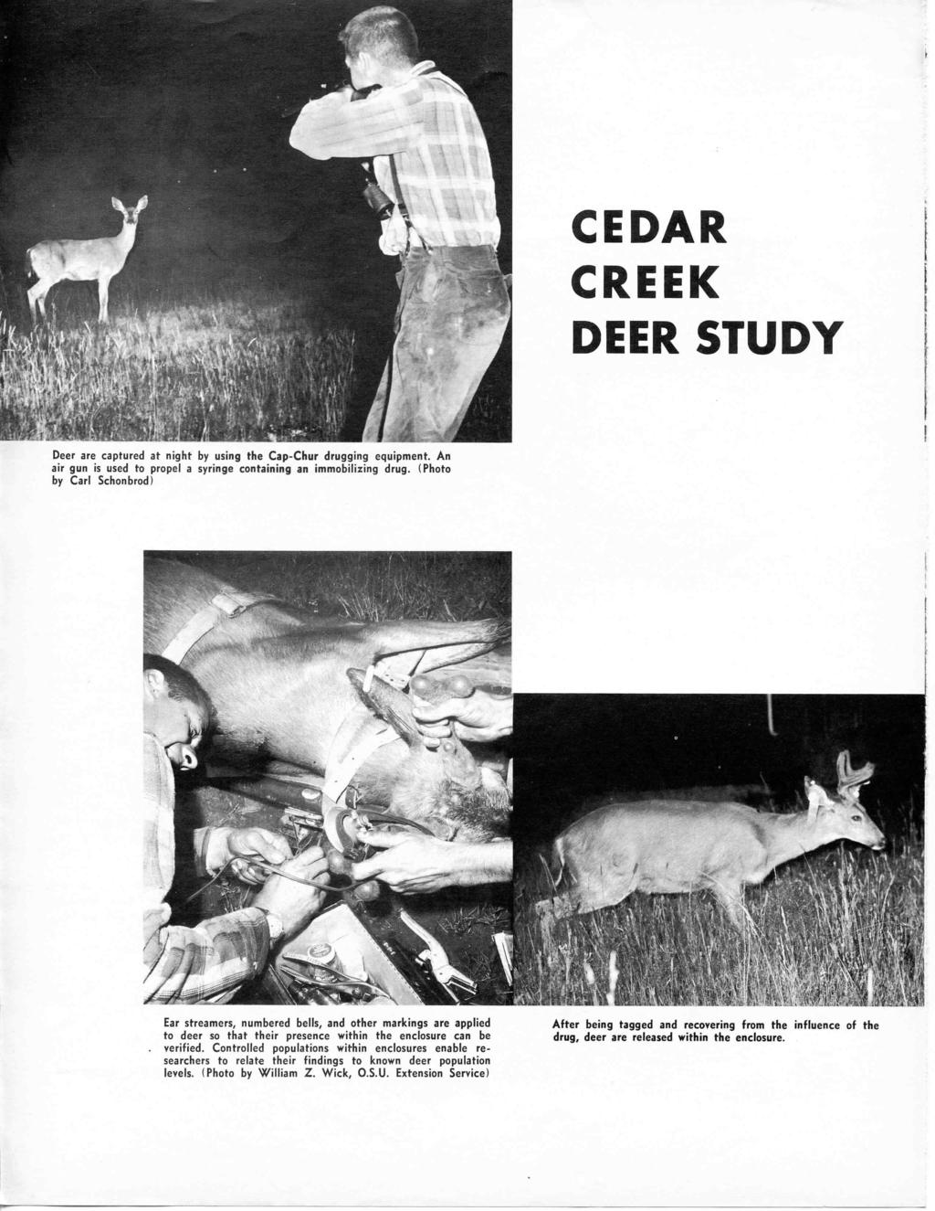CEDAR CREEK DEER STUDY Deer are captured at night by using the Cap-Chur drugging equipment. An air gun is used to propel a syringe containing an immobilizing drug.