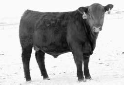 Lot 1 is one of the larger frame bulls in this sale. 83# BW, WR 112, YR 12. On our high roughage ration, we get very few bulls over 13# YW, this bull is 1378# with a 87 YW EPD.
