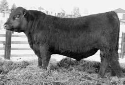 LARSON RED LIGHTNING FED S BLOCKANA 617 na na na na.3 31 6 21 37 na 9 na 6 Act Birth Wt 25 Weight 365 Weight 84 71 1121 Long, thick bull, cherry red color. WW 71.