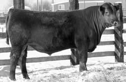 Genex calls him Bet the ranch calving ease bull that does not sacrifice marbling and quality. His first daughters calved last year.