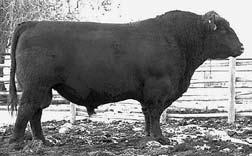 He sires low maintenance females with sound udders and bulls with extra base, scrotal size, depth of rib and thickness.