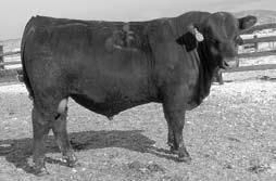 8.23 CK S MISS PAN 228.2 2 2. 46 88 18 41 1 7 3 8 This bull sold to VonForrel Ranches in 5 Midland Test.