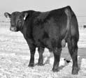 9 37 71 23 41 5 1-2 1 Act Birth Wt 25 Weight 365 Weight 82 72 1214 1 Lot 1 is a moderate frame bull with loads of depth & thickness. IMF ratio of 139.