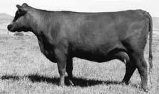 912 s dam is an OSF daughter of Grand Canyon 1244 G, with a super udder, extra body length and very deep sided. This is a bull that we will probably sample in our herd.