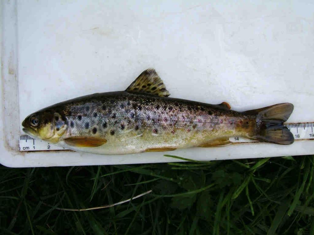 Results A summary of the fish caught at each site appears in Table 2, below. Table 2: Fish captured at each survey site Site Fish Caught 1 1 brown trout (169mm) 1 eel (450mm approx.