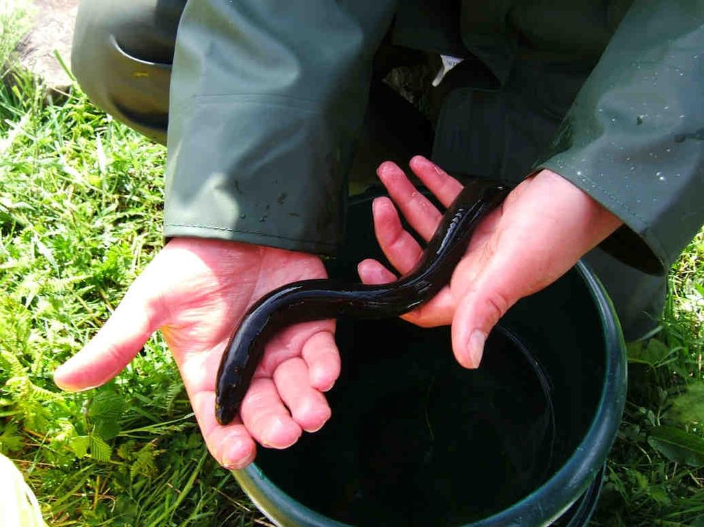 Figure 2: Eel captured at northern end of Loch Milton Fishing conditions were difficult at sites 2, 3 and 4 due to the depth of silt.