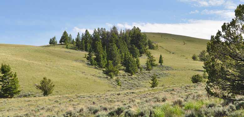 A conservation-minded owner could investigate placing a conservation easement on additional acreage, further protecting the property and possibly generating valuable tax benefits.