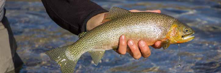 As the river meanders down the valley, rainbow and brown trout populations increase, giving anglers the chance to land all three species in one day.