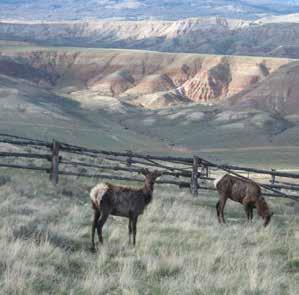 Wildlife & Hunting: The location of Homestead Draw Ranch is ideal for observing a wide range of wildlife.