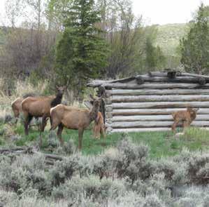 Homestead Draw Ranch is an ideally situated, easily accessible home base for hunting. There are a number of guide services operating in the area for those new to the geography.