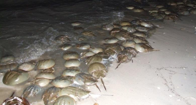 Mean egg abundance Spawning Index Pickering Beach, DE Spawning & Egg Densities In Delaware Bay large congregations of spawning crabs are common. Egg densities are high.
