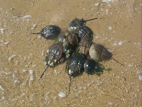 Young juveniles reside on intertidal