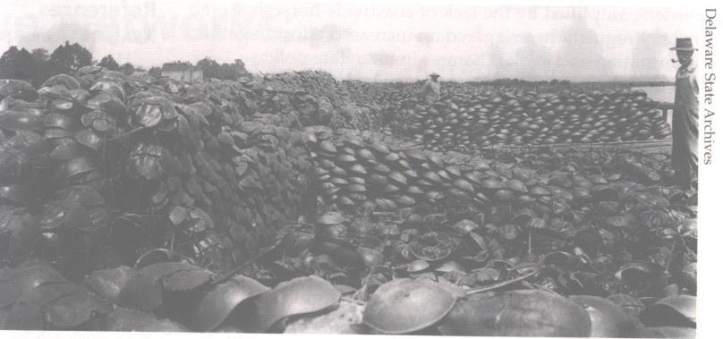 The Resource: Fertilizer & Animal Feed Commercial fisheries for fertilizer & animal feed 1850 s to 1950 s Peak harvests in Delaware Bay - 4 million crabs annually (1870 s & 1920 s to 1930 s) Harvests