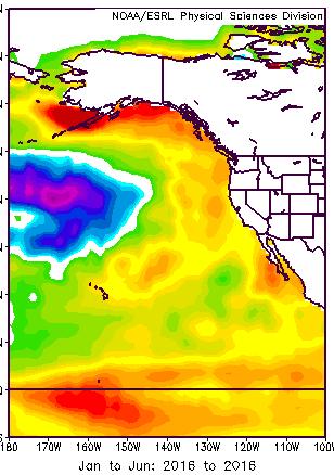 2016 (July-Dec)* The Blob The Blob & El Niño
