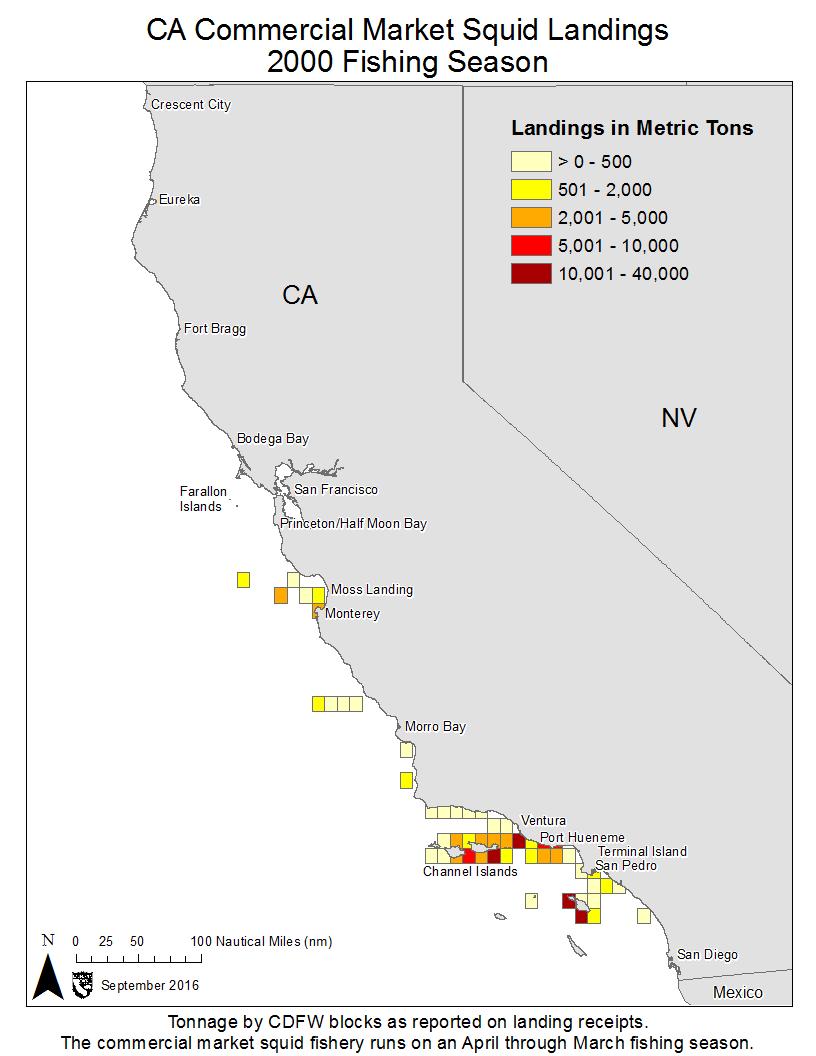 California Squid El Nino conditions will generally produce lower squid landings.
