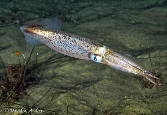 crustaceans squid thrive on. Fishermen typically catch squid in the shallow, nearshore areas where they spawn. Squid are diving deeper for food, deeper than the nets can reach.