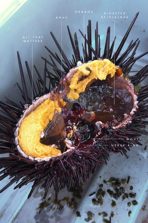 Purple urchins density is now 60 times greater than their historic density in Northern California. Purple urchins are voracious consumers of kelp.