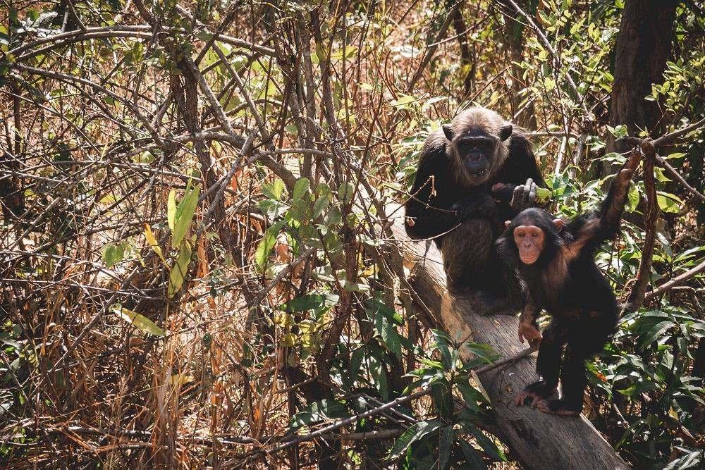 Get involved in the day-to-day running of one of the largest sanctuaries for chimpanzees in the world, Chimfunshi, once called the most wonderful