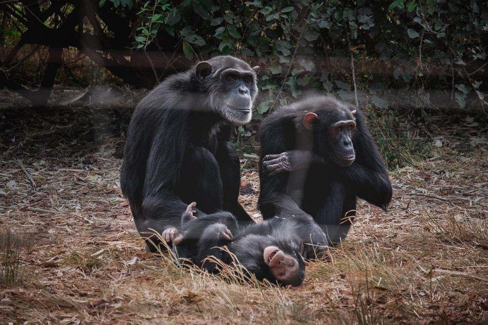 Make a difference and get involved in running of one of the largest chimpanzee sanctuaries in the world Interact with chimpanzees on a personal level while out on bush walks with 2 specific adult